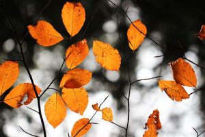 fall-leaves