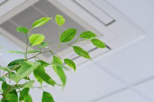 leafy-plant-reaching-toward-HVAC-vent