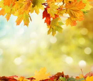 autumn-leaves-in-the-sun